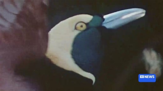 Papua New Guinea's Raggiana bird of paradise has only been successfully bred in captivity twice and Otto the young chick is doing well!🌺😍 For more from across the Pacific: https://www.abc.net.au/pacific | ABC Pacific