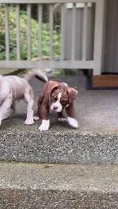 4.9K views · 40K reactions | Too cute 懶癩 #MenaceXHarley #MicroBully #Puppies #DogMom #BullyBreed #Puppy #AmericanBully | Pride Bullies | Facebook