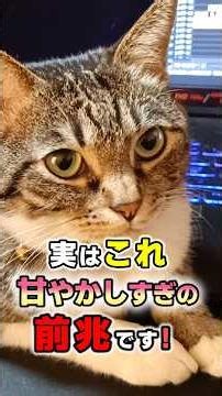 Don't Miss These! 11 Warning Signs You're Spoiling Your Cat Too Much #CatTrivia #NekotanExplains ...