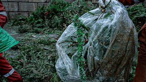 Video | Kerstboom met piek en al op straat: recyclebedrijf heeft er handen vol aan