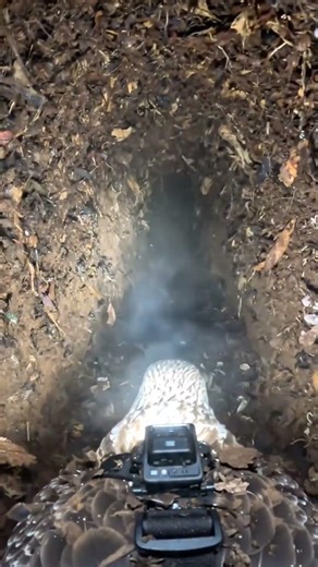 Inside the Steam Room: POV Camera on a Nesting Megapode 🏝️🐦