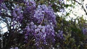 Purple wisteria close-up blooms in the spring garden. Delicate purple flowers in the bright sunlight. Beautiful atmospheric spring background. Blurry movement, selective focus. Femininity, fragility