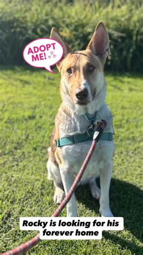 Urgent and Forgotten Shelter Dogs of Santa Barbara County Shelters on Reels