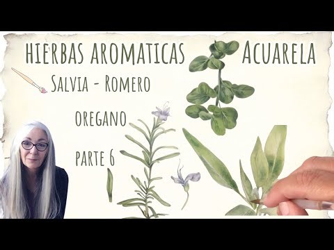 Aromatic Herbs in Watercolor Class 6 Rosemary