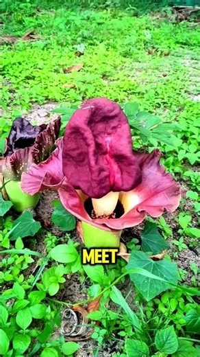 This Plant Only Grows ONE LEAF A YEAR 😨