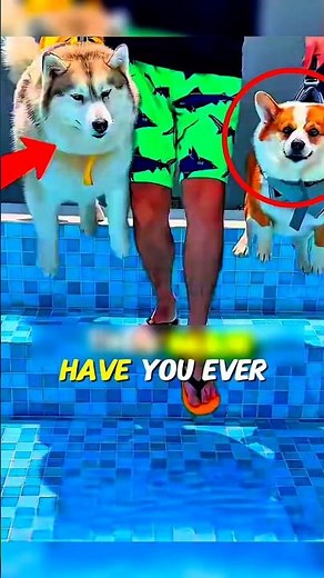 How to Teach a Dog to Swim Without Fear… This Method Is Genius 🐶💦