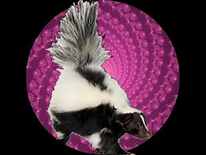 Skuink Transformation Hypnosis