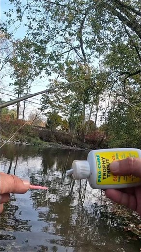 Rainbow trout can’t resist spiked up Trout magnet #troutfishing #troutmagnet #newjerseytroutfishing