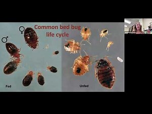 Find It and Fix It: Effective Strategies for Bed Bug Inspection, Control, and Personal Protection