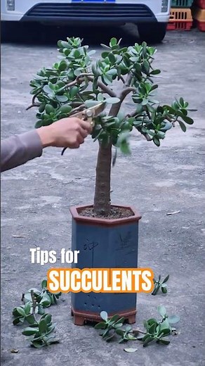 Prune Jade Plant for FASTER Growth! ✂️ Grow a HUGE Crassula Ovata!