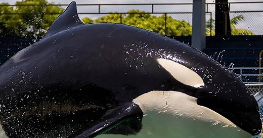 Did an Orca Really Kill Trainer Jessica Radcliffe? The Truth Behind the Viral Clip