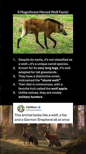 5 Magnificent Maned Wolf Facts!