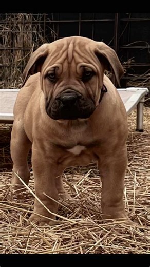 12-Week Update on Boerboel Puppies: Strong and Healthy