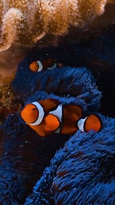 Blue and orange dreaming. If you have been to Frankland Islands you will know about this famous electric blue Anemone. Only a short snorkel from the island it is one of the most photographed sights here. Home Sweet Home to these False Percula Clownfish who with their bright orange bodies weave perfectly between the blue tentacles creating the most stunning contrast in colours. Next time you head to Frankland Islands, or any Reef ask the Master Reef Guide onboard if they have anything unique to s