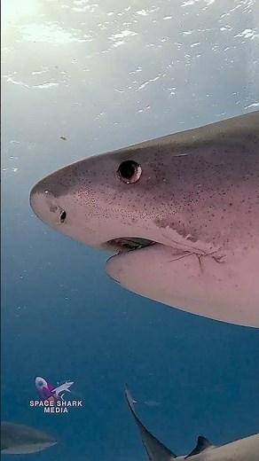 Beautiful Tiger Shark on reef #shark #sharks