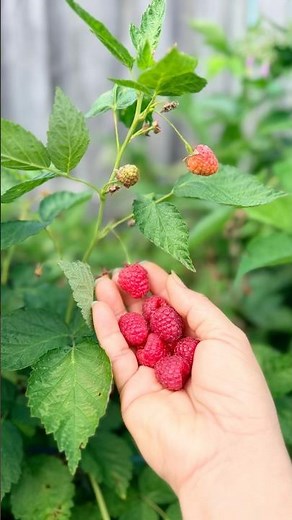 Why I Grow Raspberries