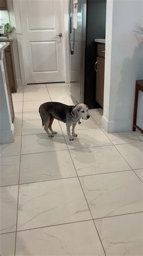 Sophie the super senior beagle and her much younger sister Luna.