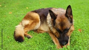 German Shepherd Breed Dog That Bites An Apple To Eat In A Resting Posture