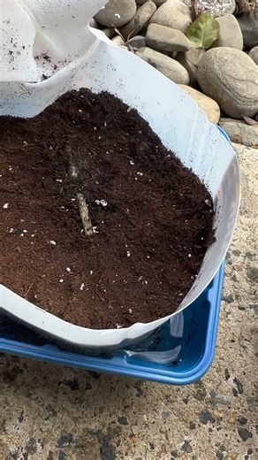 Late Spring Cold Snap | Winter Sowing Seedlings