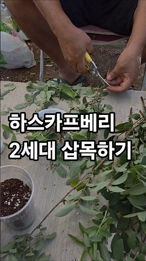 Propagating Second-Generation Haskap Berries: Cuttings and Seedling Production