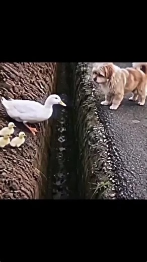 #CapCut #sosweet#brave#fyp#littleducks