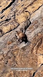 761K views · 5.2K reactions | Reseña del mundo animal 30 | El mundo animal | Facebook