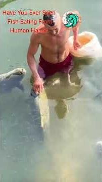 Have You Ever Seen Fish Eating From Human Hands👉🏻👉🏻#short #fish #youtubeshorts #viral #fishing