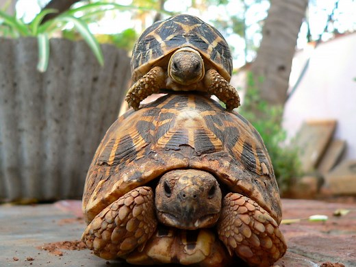 How to Wake Your Hibernating Tortoise: A Complete Guide to Tortoise Hibernation - Petful