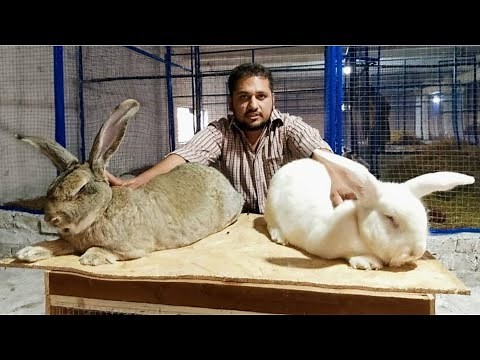 Biggest Rabbit in these world Biggent Rabbit Farm ‪@HSNEntertainment‬