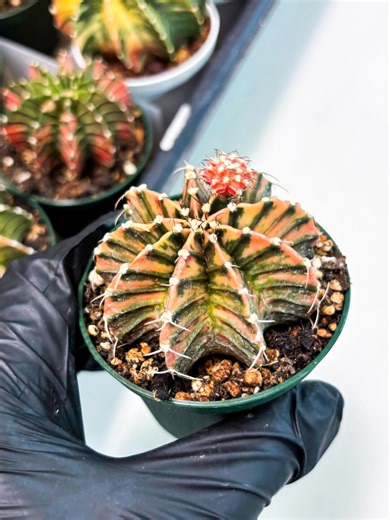 Gymnocalycium Mihanovichii (gy5) (b7) | Variegated Cactus - Etsy