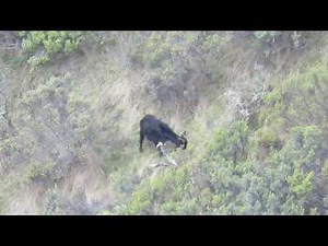 6mm Creedmoor Vs feral goat. Hunting in NZ. Vapour trail and kill shot caught on camera in slow mo!