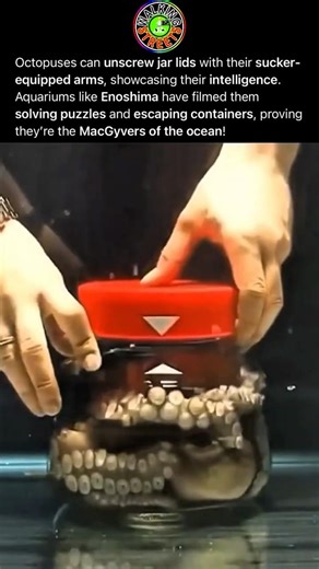 Intelligent Octopus Unscrews Lid From Inside Container Using Dexterous Arms And Advanced Cognition