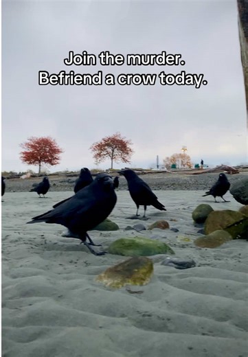 Join the Crow Community on Vancouver Island