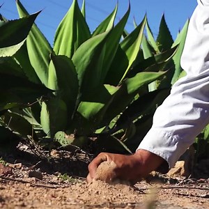 Soil is more than just dirt. It is the foundation for healthy ecosystems and plays an important role in sustaining life. But currently, Soil is eroded every year at a rate 100 times faster than it can naturally be replenished. Exposed and lifeless Soil is caused predominantly by industrial agriculture and poor land management, making it difficult to produce food and creating other problems like biodiversity loss and contamination. Regenerative practices and traditional knowledge, like using mulc