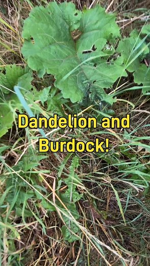 Dandelion and Burdock - many have heard the name, but not everyone realises that this drink was traditionally made by fermenting the roots of the two plants - Dandelion and Burdock, both of which are very common in the wild!In reality there are many edible uses for the plants, especially Dandelion. In this video we talk about the edible parts of Dandelion and Burdock, or at least my favourite parts anyway!#dandelion #burdock #edibleplants #wildcamping #foraging #wildfood | The Forager Within