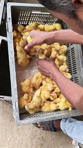 How to raise ducklings.#poultry #poultryfarming #chicken #farming