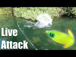 ENORME ATTAQUE en DIRECT de SILURE à la FROG