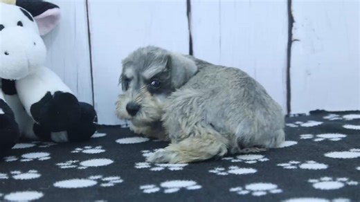 Schnauzer, Miniature puppy for sale