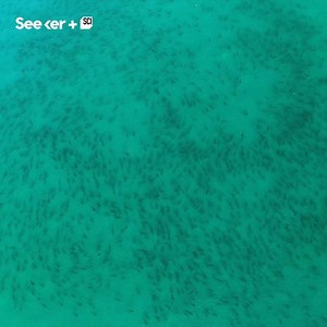 Warming ocean temperatures are changing the habits of blacktip sharks. | Seeker Media