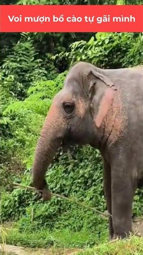 Cute elephant borrows a rake to scratch an itch