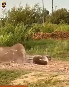 411K views · 5.2K reactions | Cat Attack | Best Shoot | Facebook