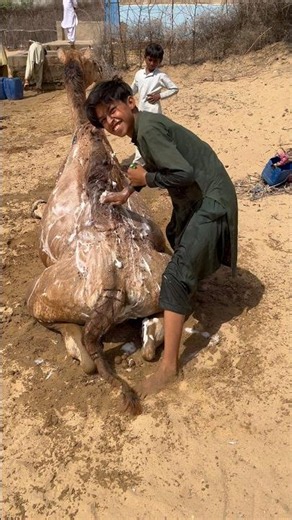 فتى يغسل جملاً بالشامبو بلطف ومحبة 🐪💦 | مشهد إنساني مؤثر ❤️