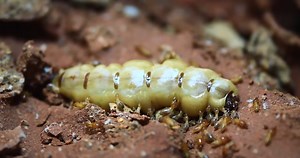 How a termite colony works like a machine until it eats its own queen