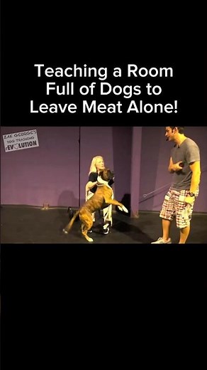 Teaching a Room Full of Dogs to Leave Meat Alone! #dogtraining #puppytraining #dogtrainingtips