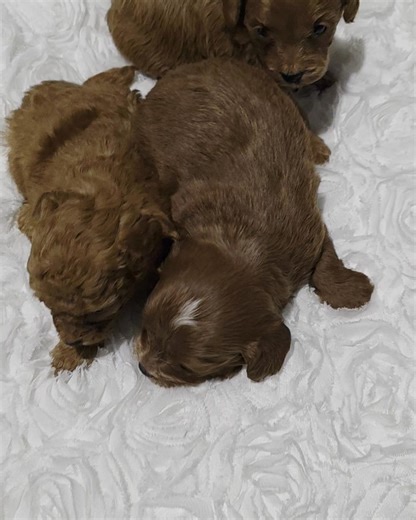 2.3K views · 31 reactions | My phone has been blowing up all morning!!! These little Cavapoos are on everyone's Christmas list. Which one do you think is the cutest boy? #cavapoo | Golden Paws | Facebook