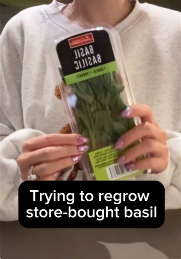 Day 4 of my plant diary 🌱 I bought a basil in a plastic container and put it in water hoping it would grow roots. Two days later, it looks sad and probably didn’t make it 🥲 #plantdiary #indoorplants #basil #dailyjournal #slowcontent