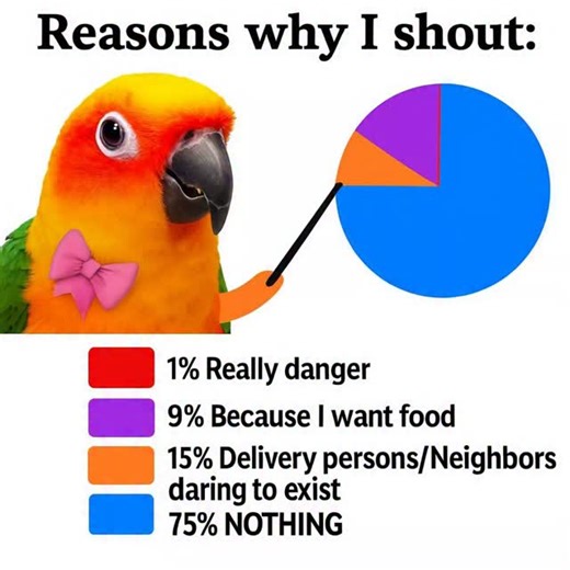 Sunconure | My love language is screaming directly into your ear. #sunconure #birdsofinstagram #funnybirds | Instagram