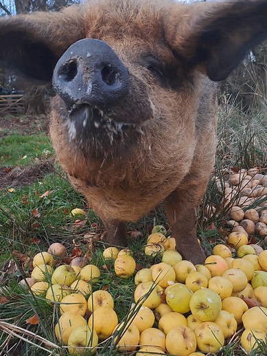 Pig Enjoys Apples on the Farm