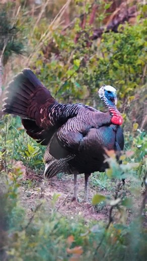 𝗜𝗥𝗢𝗡 𝗙𝗜𝗥𝗘 𝗖𝗢𝗢𝗞𝗜𝗡𝗚 | 𝗥𝗜𝗖𝗞𝗬 𝗔𝗟𝗕𝗥𝗜𝗚𝗛𝗧 | Alabama Wild Turkey season is only 30 days away! This is a must try family tradition recipe.🦃 Seasoned with @dalesseasoning FOLLOW... | Instagram