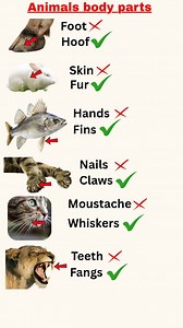 Know some Animals body parts ✨📚 . . #learnthroughplay #englishteacher #improveyourenglish #everyone #animallover #fb | Learnwith Anil